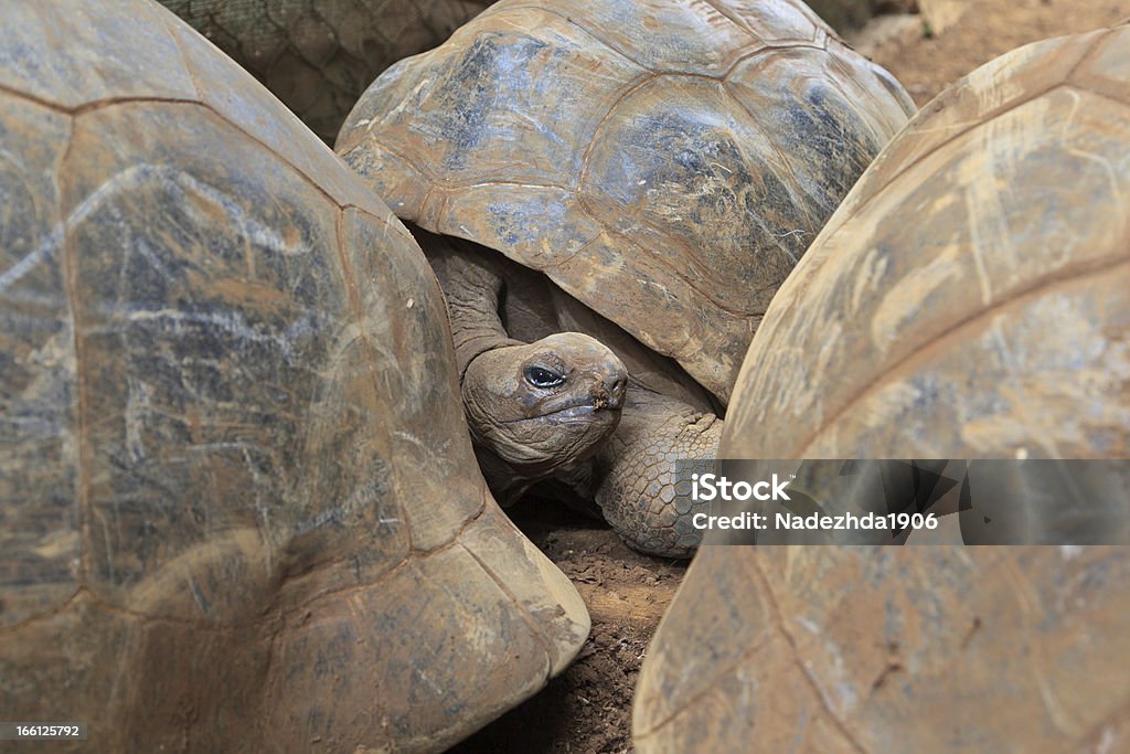 Tortugas de gigante en Mauricio - Foto de stock de Aire libre libre de derechos