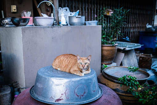 A cat rests on an aluminum basin supported by a jar lid in the old Naklua neighborhood, Pattaya, Thailand.