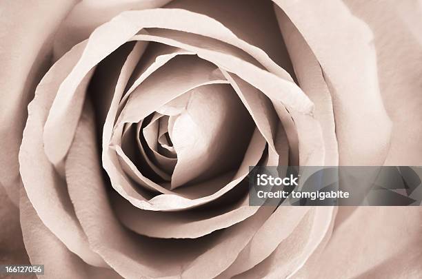 Romántico Vintage Rose Foto de stock y más banco de imágenes de Anticuado - Anticuado, Cabeza de flor, Color - Tipo de imagen