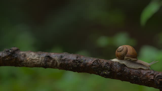 Fast-Motion Snail: A Comical Journey on a Branch