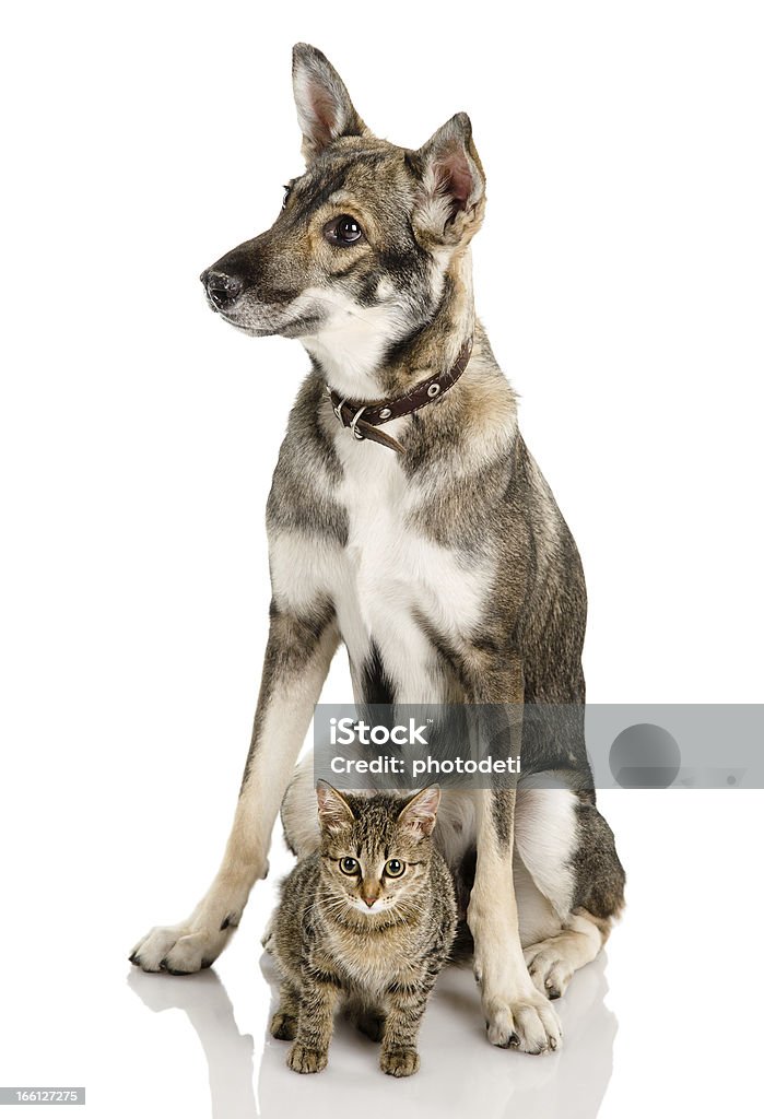 Кошка и собака - Стоковые фото Домашняя кошка роялти-фри