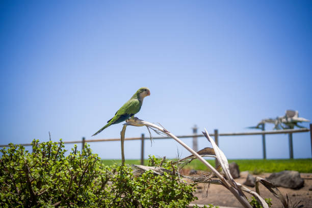 Tropical tree with a small grey bird on a branch. Bottom up view. Selective focus.