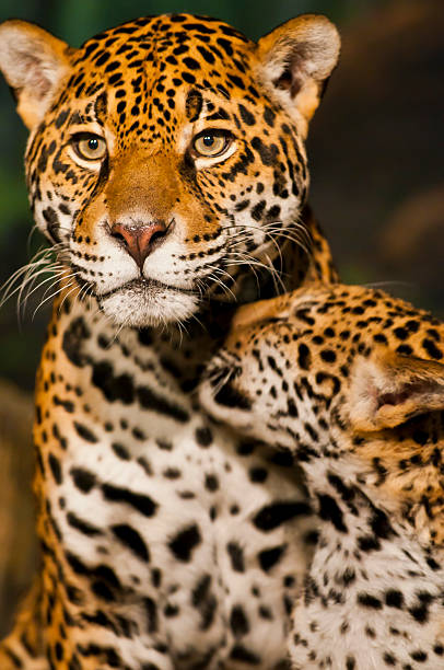 istock Jaguar Family 166127439