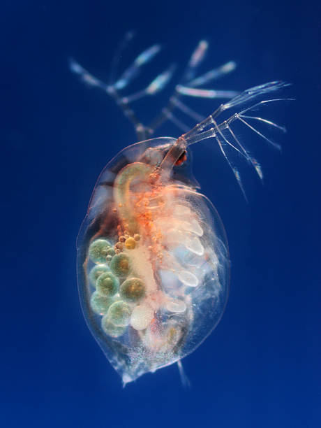 daphnia duplex z jaj - futter zdjęcia i obrazy z banku zdjęć