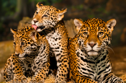 Jaguar familia photo