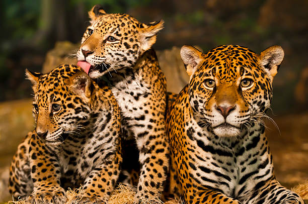 Jaguar Family Two young Jaguar Cubs with their mother jaguar cat photos stock pictures, royalty-free photos & images