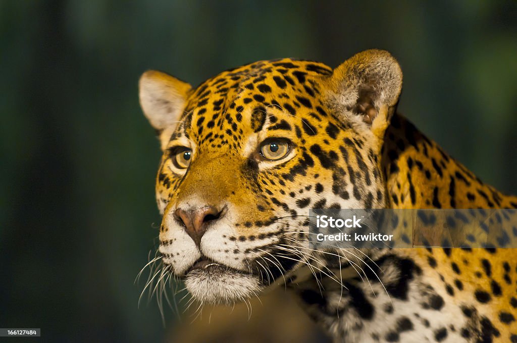 Fêmea Jaguar - Royalty-free Animal Foto de stock