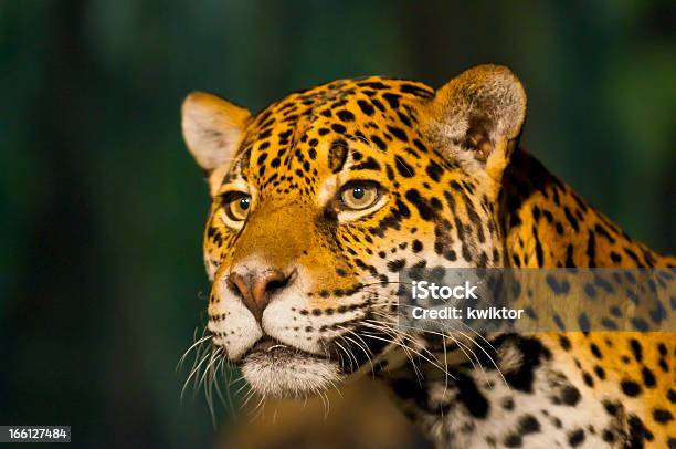Fêmea Jaguar - Fotografias de stock e mais imagens de Animal - Animal, Cria, Jaguar - Gato