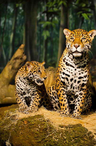 istock Jaguar Family 166127485