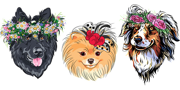 Set of Vector fashion dogs in wildflowers wreath, Belgian Shepherd Dog, Australian Shepherd and Pomeranian breed