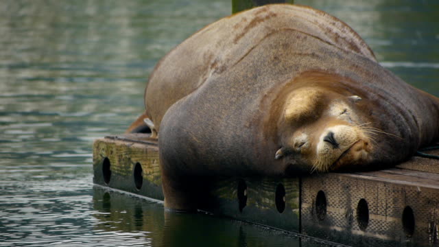 Cute sea lion relaxing on dock