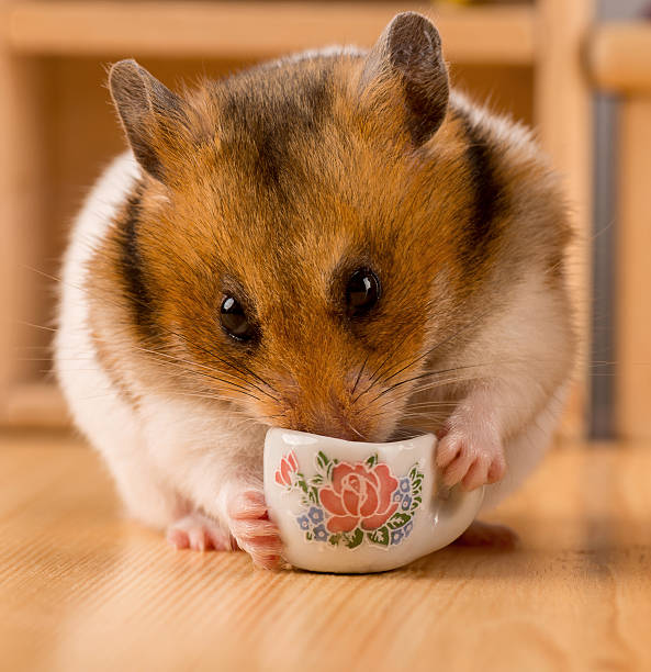 hamster drinking coffee stock photo