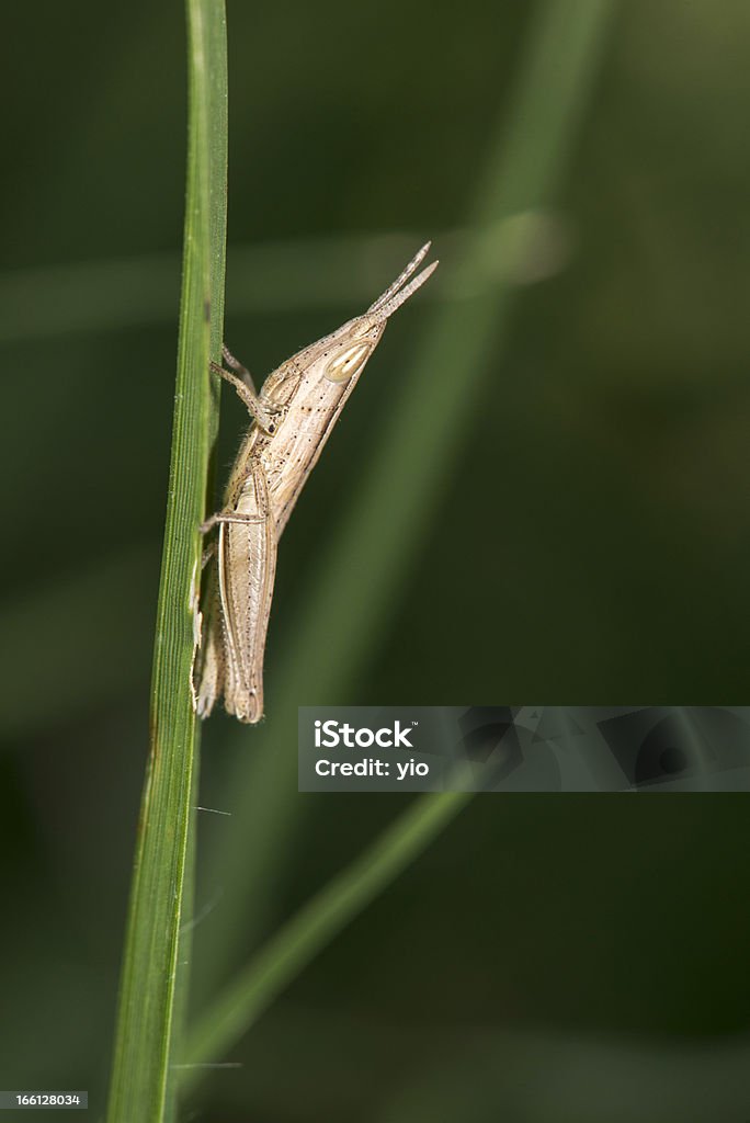 Gafanhoto - Royalty-free Acrididae Foto de stock