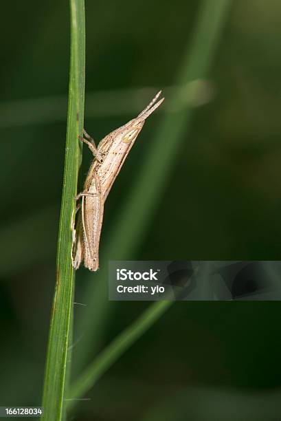 Gafanhoto - Fotografias de stock e mais imagens de Acrididae - Acrididae, Agressão, Agricultura