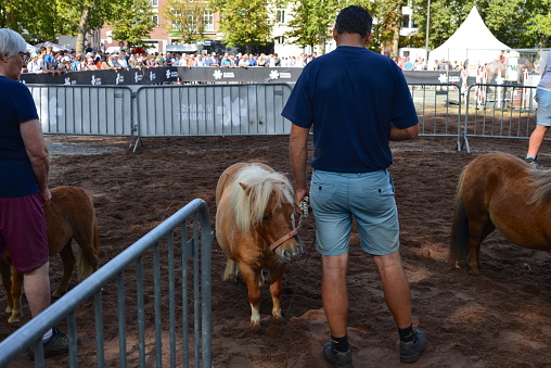 Leuven, Vlaams-Brabant, Belgium - September 4, 2023: once in a year food and non-food market. Man view backside holding on a leash a little cute pony while using his smart phone