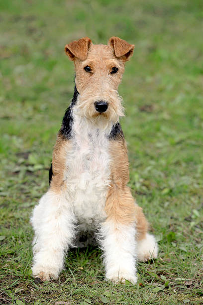 istock Fox Terrier Wire in the autumn garden 166128281
