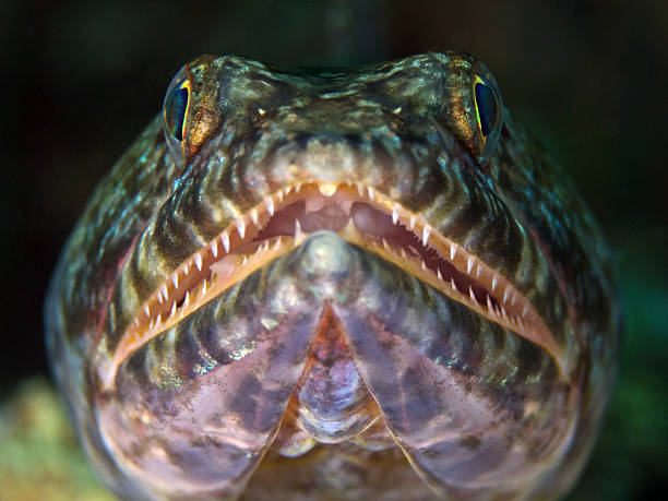 rafa lizardfish, riff-eidechsenfisch (synodus variegatus) - riff zdjęcia i obrazy z banku zdjęć