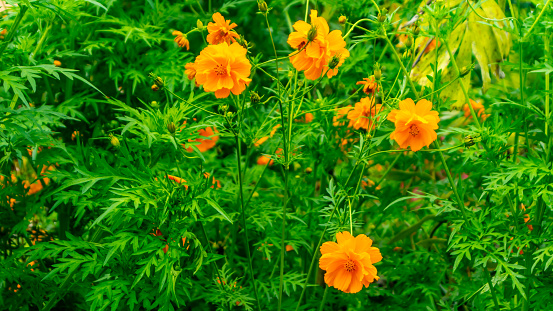 beautiful and amazing yellow Sulfur cosmos flower