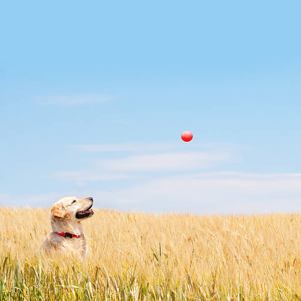 Golden Retriever playing ball in wheat-field