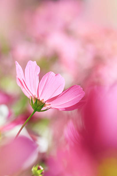 istock Beautiful flowers cosmos 166130431