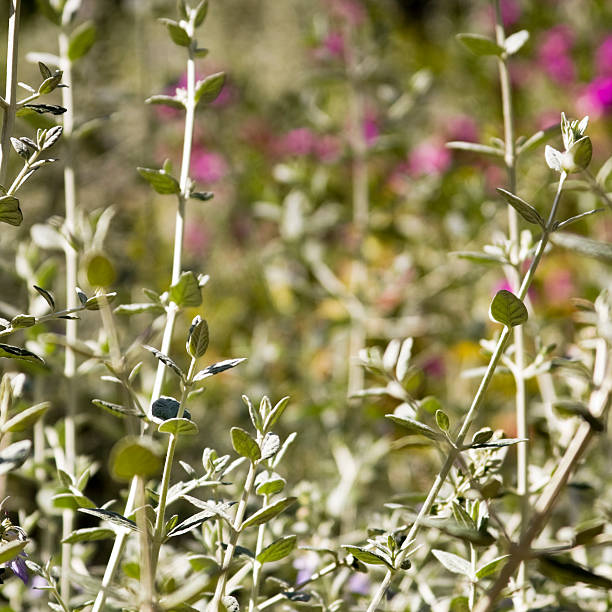 가든 배경기술 - long grass uncultivated plant stage plant condition 뉴스 사진 이미지