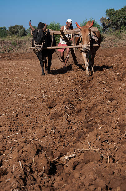 istock Indian farmer working in field 01 166130645