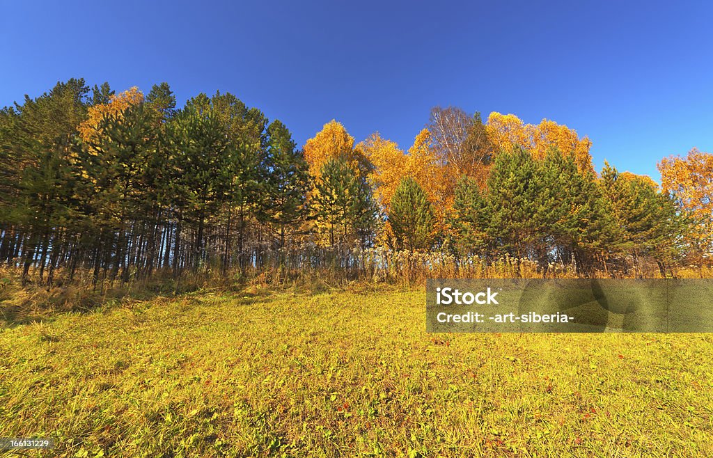 Autunno - Foto stock royalty-free di Albero