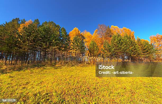 Autunno - Fotografie stock e altre immagini di Albero - Albero, Albero deciduo, Ambientazione esterna