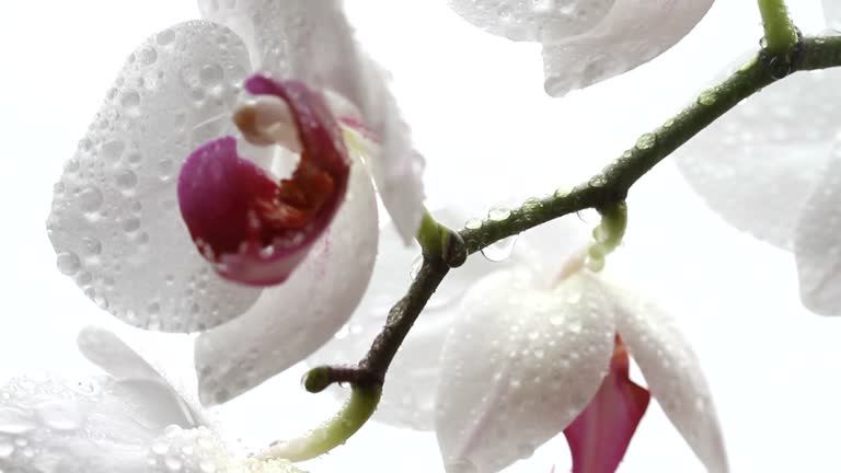 wet orchid on the rain