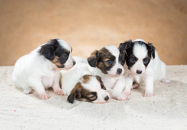 istock Four little Papillon puppy 166132297