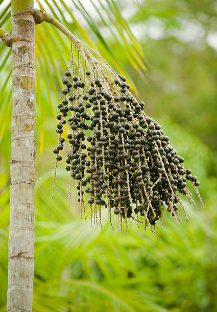 açaí palm (euterpe oleracea) - fruto stock-fotos und bilder