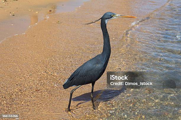 Little Blue Heron Stock Photo - Download Image Now - Bay of Water, Beach, Bird
