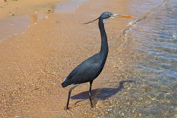 little blue heron (egretta caerulea) - naâma zdjęcia i obrazy z banku zdjęć