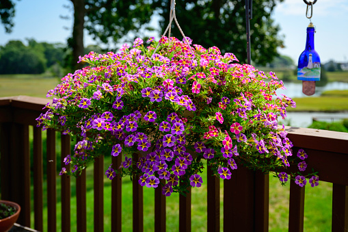 Petunia bedding plant hanging basket on balcony of patio, aka Petunioideae, Calibrachoa, or Surfinia. Beautiful vibrant popular home decor flowers for the summer.