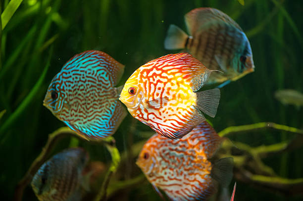 istock flock of colorful Discus 166133656