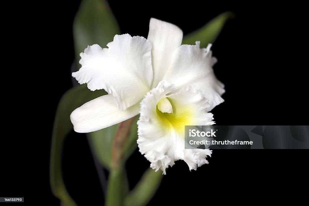 Orchid Hybrid-Rhyncholaeliocattleya Deesee Queen - Zbiór zdjęć royalty-free (Bez ludzi)