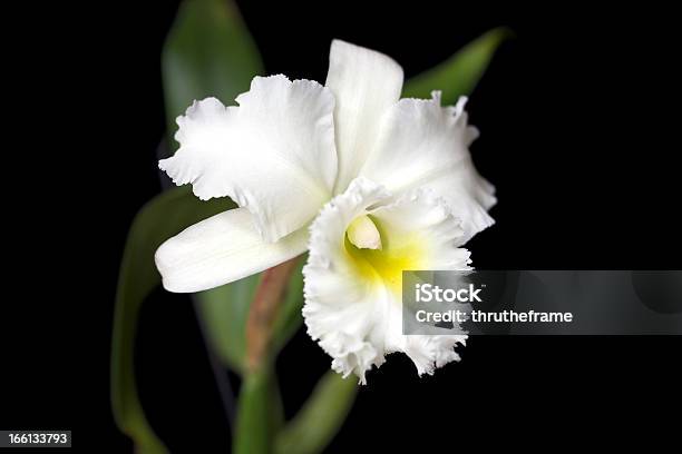 Orchid Hybridrhyncholaeliocattleya Deesee Queen - zdjęcia stockowe i więcej obrazów Bez ludzi - Bez ludzi, Biały, Botanika