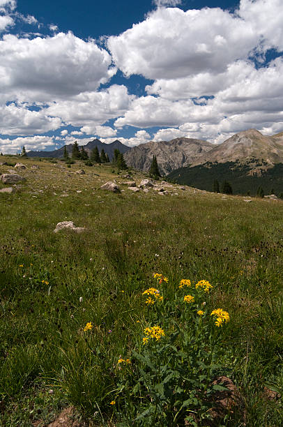 istock Browns Pass view in the Collegiate Peaks Wilderness 166133982