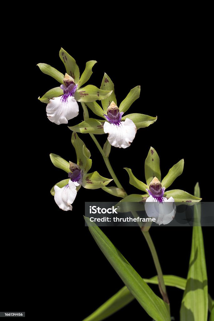 Orchidea Zygopetalum Hybrid - Foto stock royalty-free di Botanica