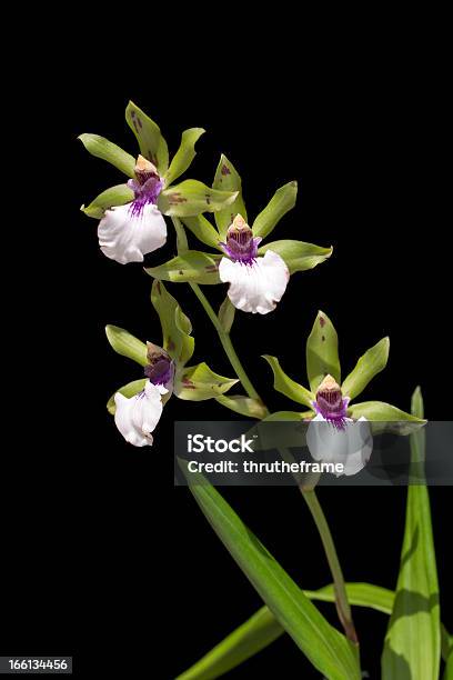 Orchid Hybridzygopetalum - zdjęcia stockowe i więcej obrazów Bez ludzi - Bez ludzi, Botanika, Czarne tło