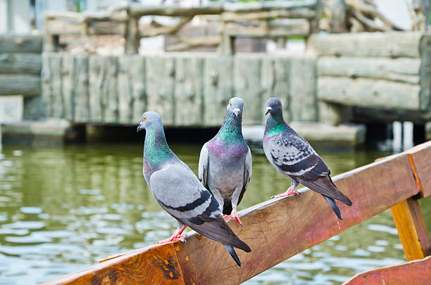 istock Pigeon sitting on a park bench 166134712