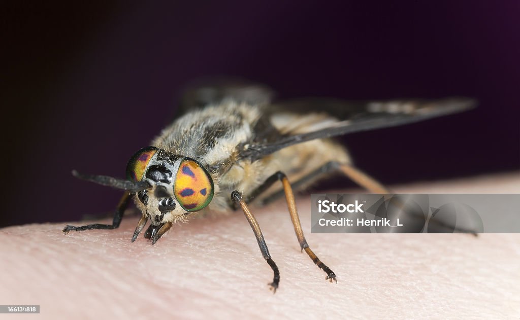 트윈-lobed deerfly (Chrysops relictus) 빨기 유혈 인간, 접사를 포토서제스트 - 로열티 프리 가까운 스톡 사진