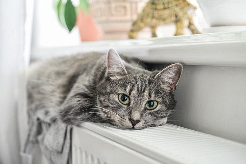 Cute grey cat with green eyes relaxing on the warm radiator closeup