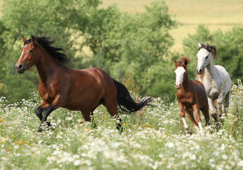 Herd of horses running in flowers