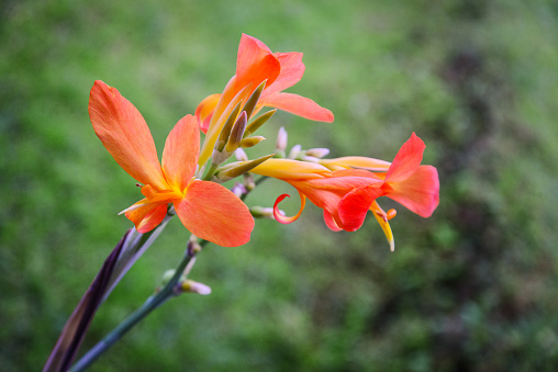 Blossom orange Canna glauca  at garden closeup