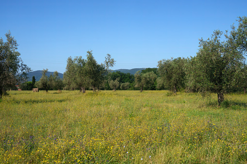 Rural landscape near Castelnuovo Magra, La Spezia province, Liguria, Italy, at summer