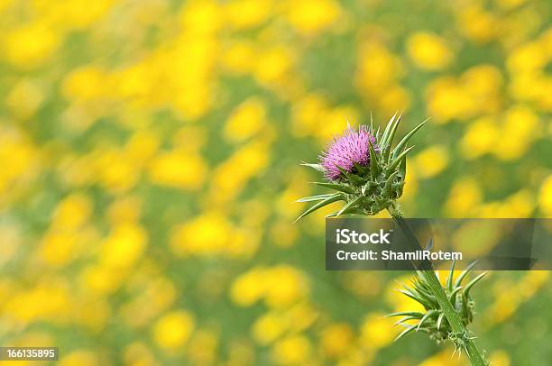 Spina Verticale - Fotografie stock e altre immagini di Affilato - Affilato, Ago - Parte della pianta, Ambientazione esterna