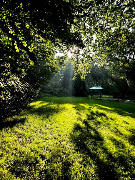istock Shafts of light through the trees 1661359374