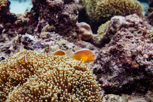 An orange clownfish swimming in a vibrant coral reef. The clownfish is small and has a round body with a pointed nose. It is swimming near a large coral formation that is covered in polyps. Other fish are swimming around the coral, and there are even some sea anemones in the background. The water is clear, allowing for a clear view of the fish and coral.
