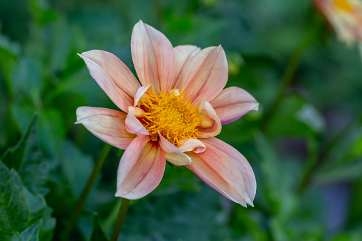 Spectacular assortment of multi-colored dahlias, zinnias and bright Autumn flowers